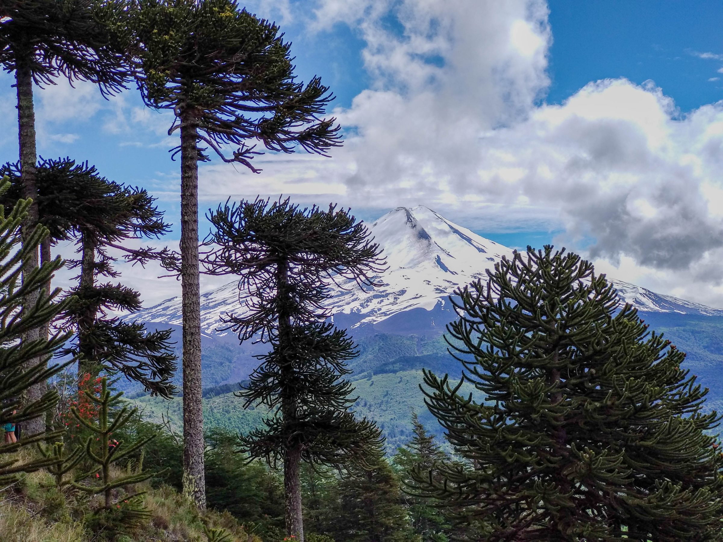 Volcán Llaima nevado entre araucarias, en La Araucanía