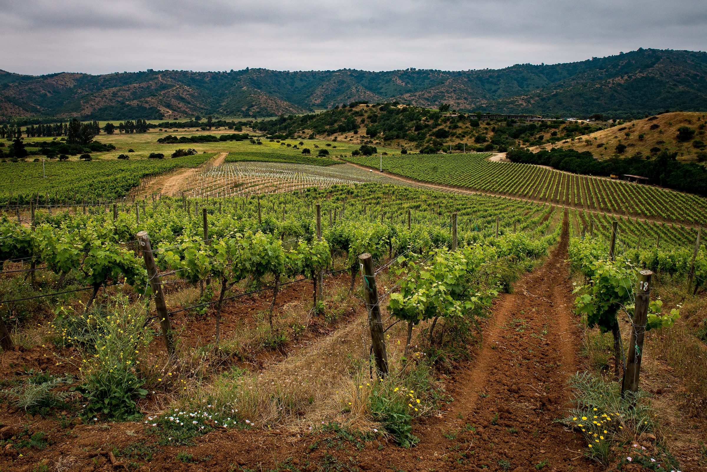 Viñedo del valle central de Chile